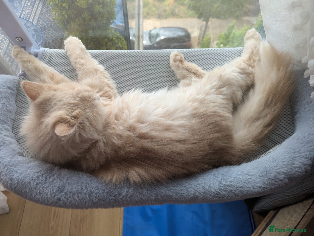 Persian cats for adoption: SIMBA TYPICAL PERSIAN BOY BEAUTIFUL MEDIUM ENERGY  - Image 8