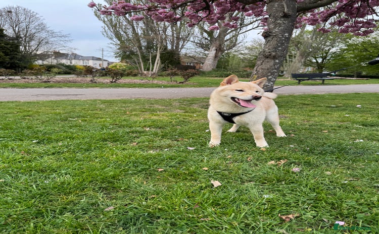 Japanese Shiba Inu dogs - Advert 1
