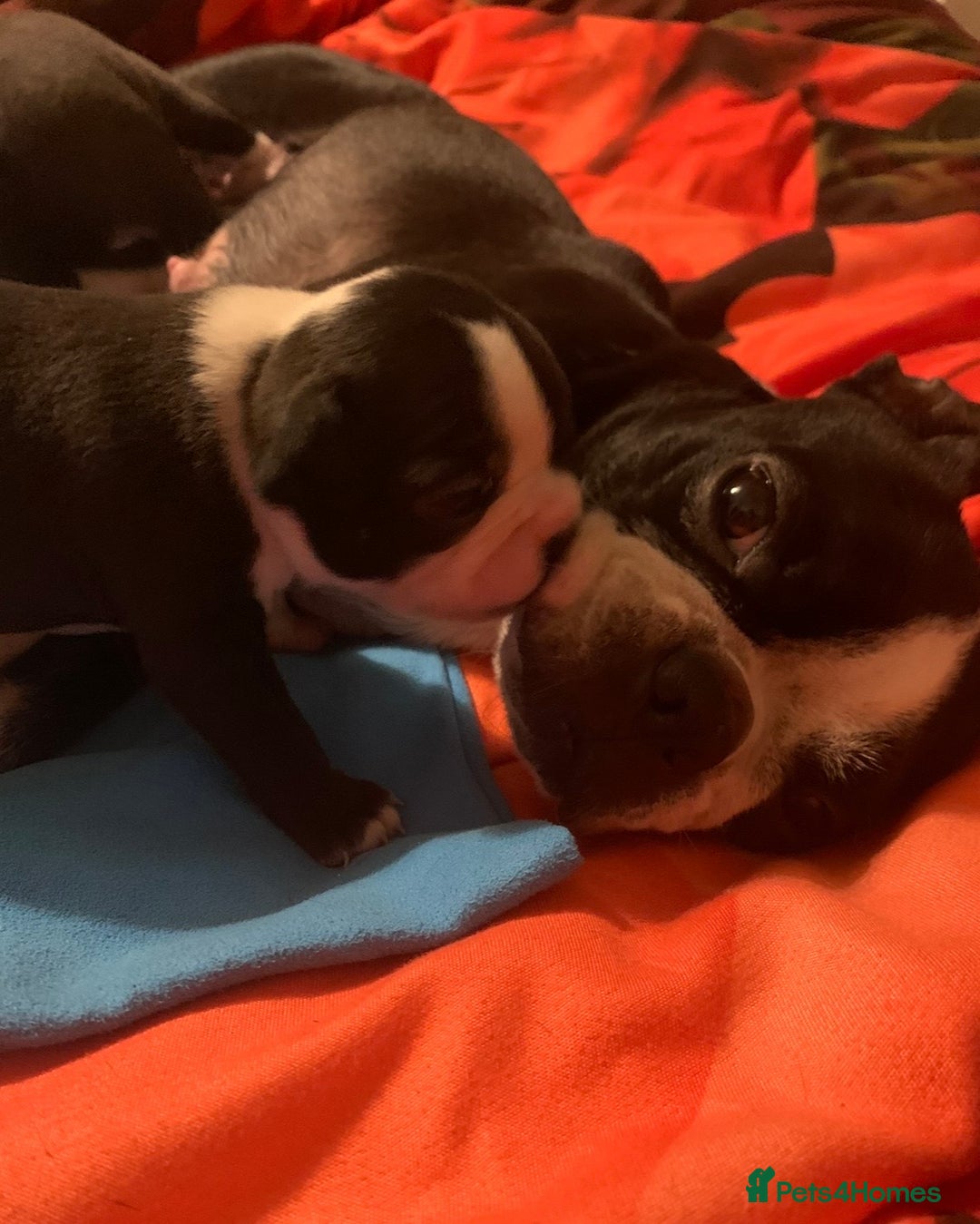 Boston Terrier dogs for sale: Boston Terrier 🐕 Puppy 🐕 KC Registered - Advert 7