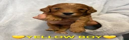 Cockapoo dogs for sale: 🌟F1 miniature health tested cockapoos🌟 - Advert 9