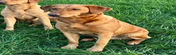 Labrador Retriever dogs for sale: Fox red Labrador  - Advert 3