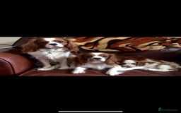Cavalier King Charles Spaniel dogs for stud: Extensively Health Tested Cavalier King Charles Sp in Mansfield - Image 5
