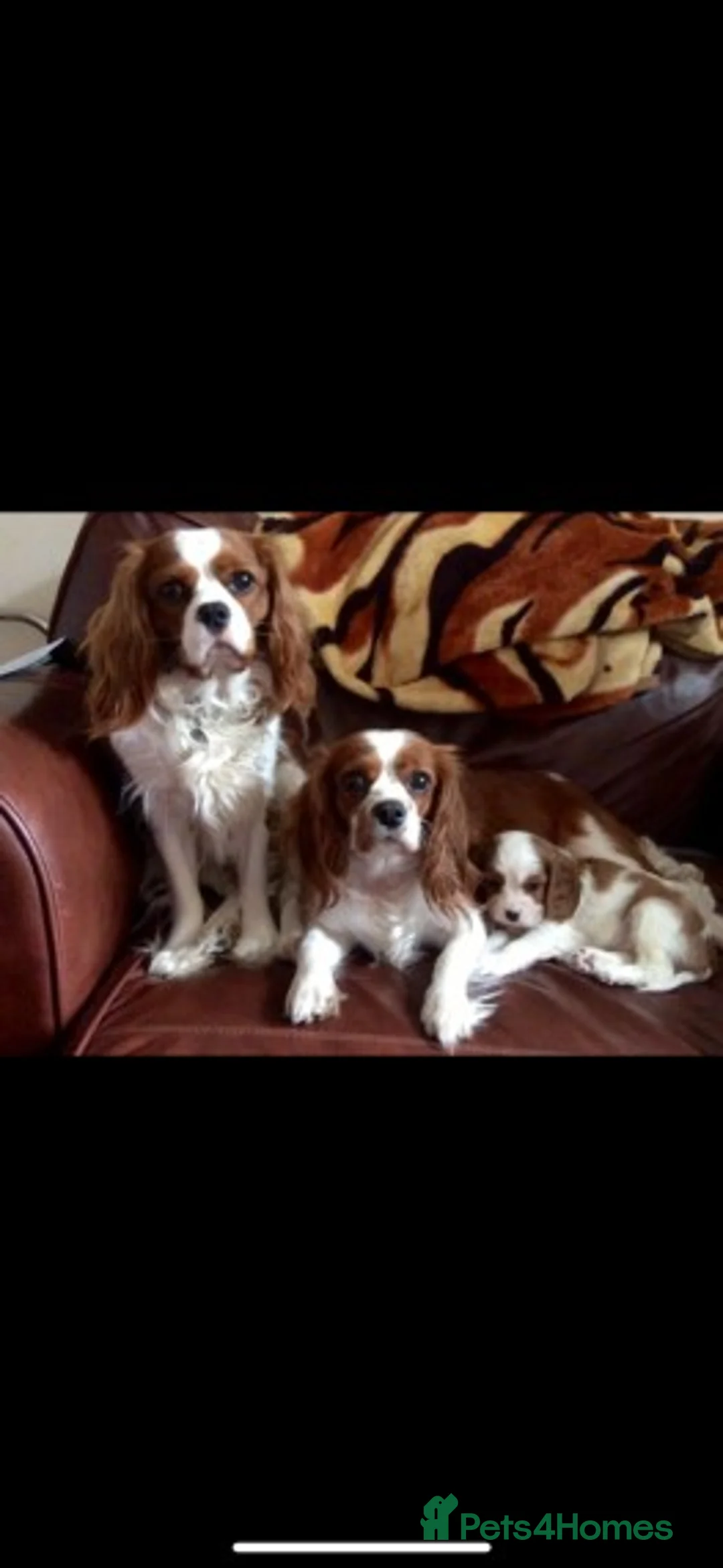 Cavalier King Charles Spaniel dogs for stud: Extensively Health Tested Cavalier King Charles Sp in Mansfield - Advert 5