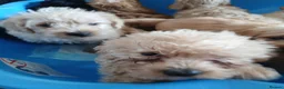 Jackapoo dogs for sale: Cockapoo puppy in Witney - Advert 28