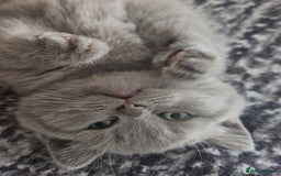 Scottish Fold cats for sale: SF 2 males available  - Image 19
