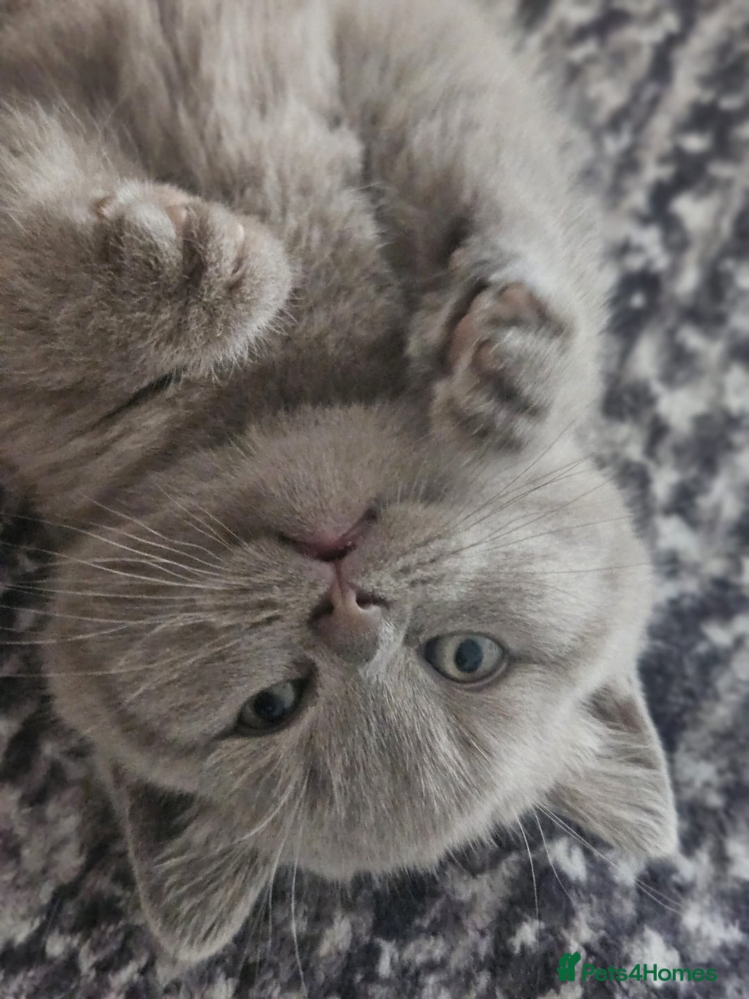 Scottish Fold cats for sale: SF 2 males available  - Image 19