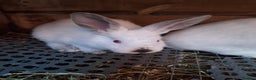 Mixed Breed rabbits for sale: New Zealand cross Californian rabbits Colony - Advert 3
