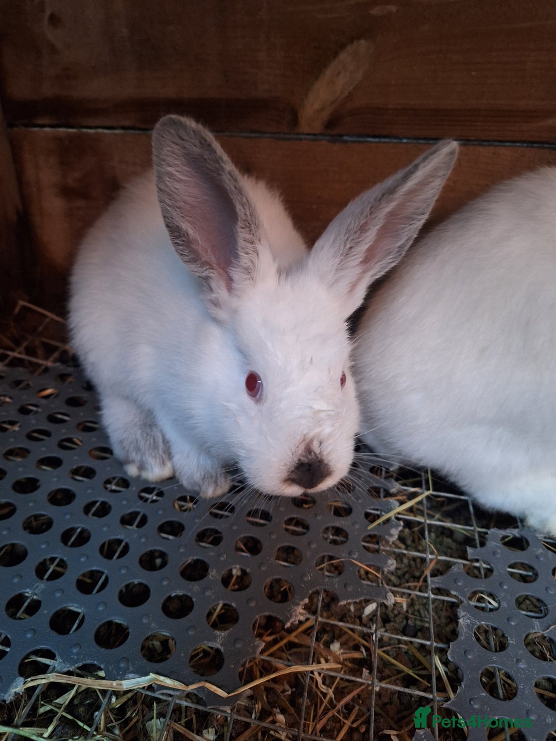 Mixed Breed rabbits for sale: New Zealand cross Californian rabbits Colony - Advert 3