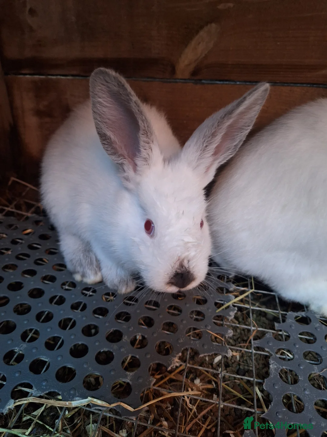 Mixed Breed rabbits for sale: New Zealand cross Californian rabbits Colony - Advert 3