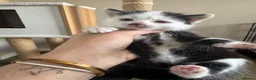 Mixed Breed cats for sale: Beautiful male and female kitten - Advert 5