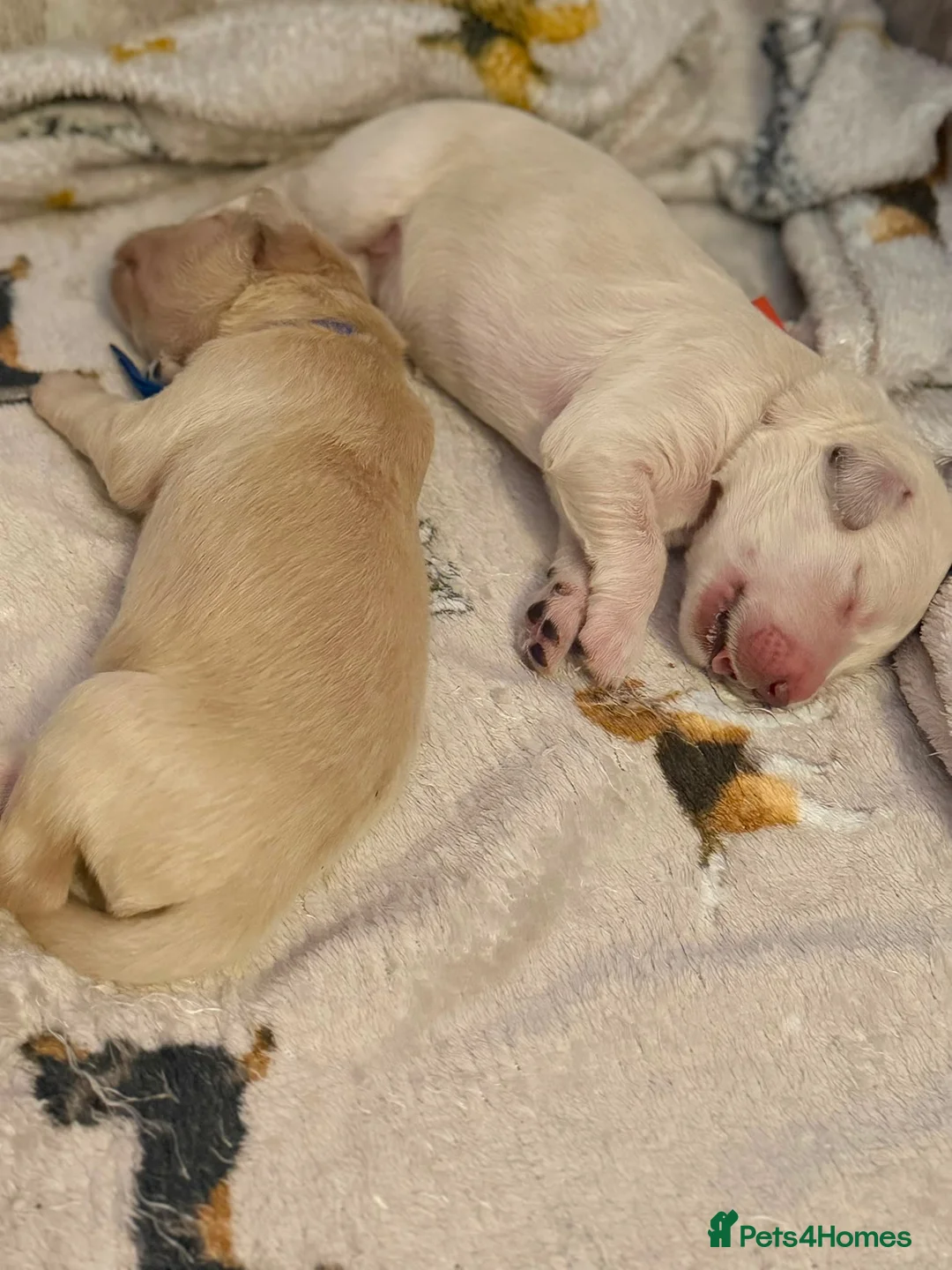 Goldendoodle dogs for sale: Beautiful Goldendoodles puppies  - Advert 16