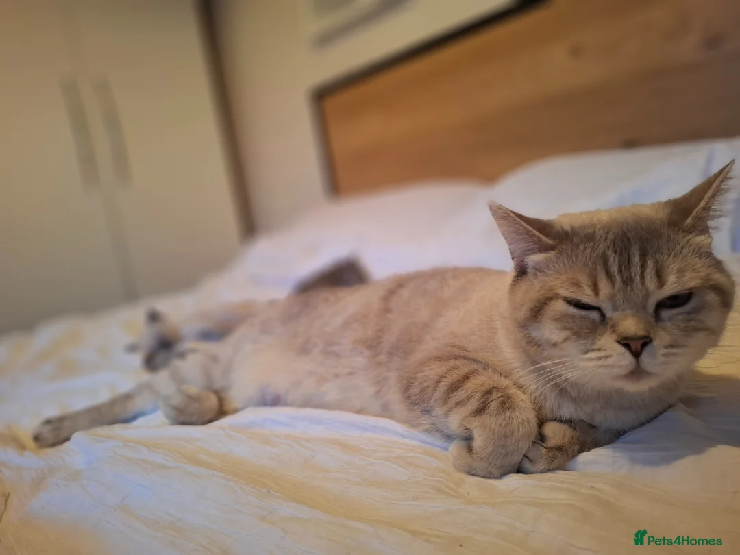 British Shorthair cats for sale: Adorable british shorthair x ragamuffin kittens - Advert 2