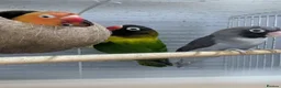 Lovebirds birds for sale: Lovebirds 🦜💚 Available | Babies & Breeding Pair - Advert 16