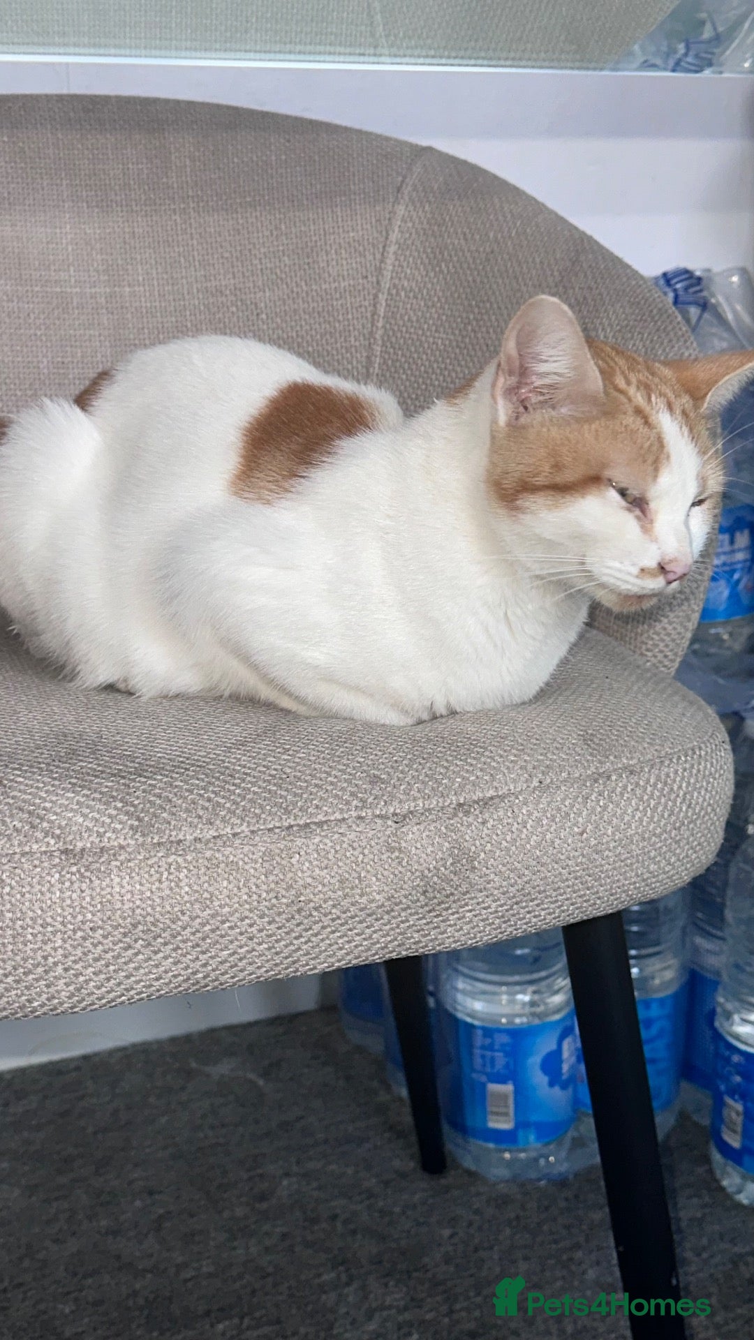 Domestic Shorthair cats for sale: 13 Week old male kitten - Advert 2