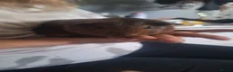 Guinea Pig rodents for sale: Guinea pig boar 1 Yr old - Advert 3