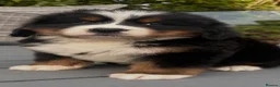 Bernese Mountain Dog dogs for sale: Bernese mountain pups  - Advert 2