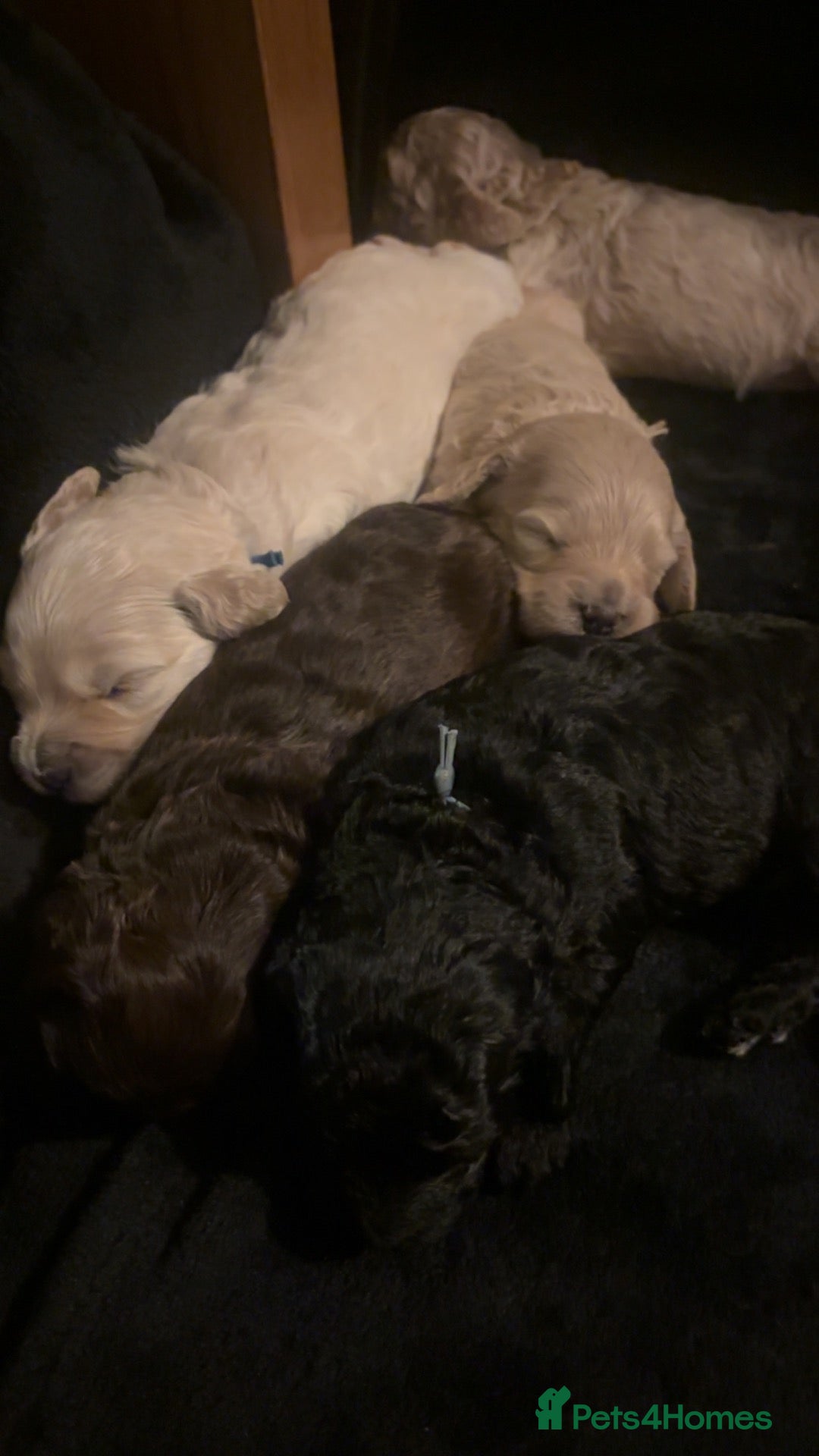Cavapoo dogs for sale: F2B Cavapoos- Rare Chocolates & liver Noses ❤️🐾 - Advert 1