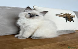 Ragdoll cats for sale: Gorgeous Male Ragdoll Kitten- Ready Now - Image 5