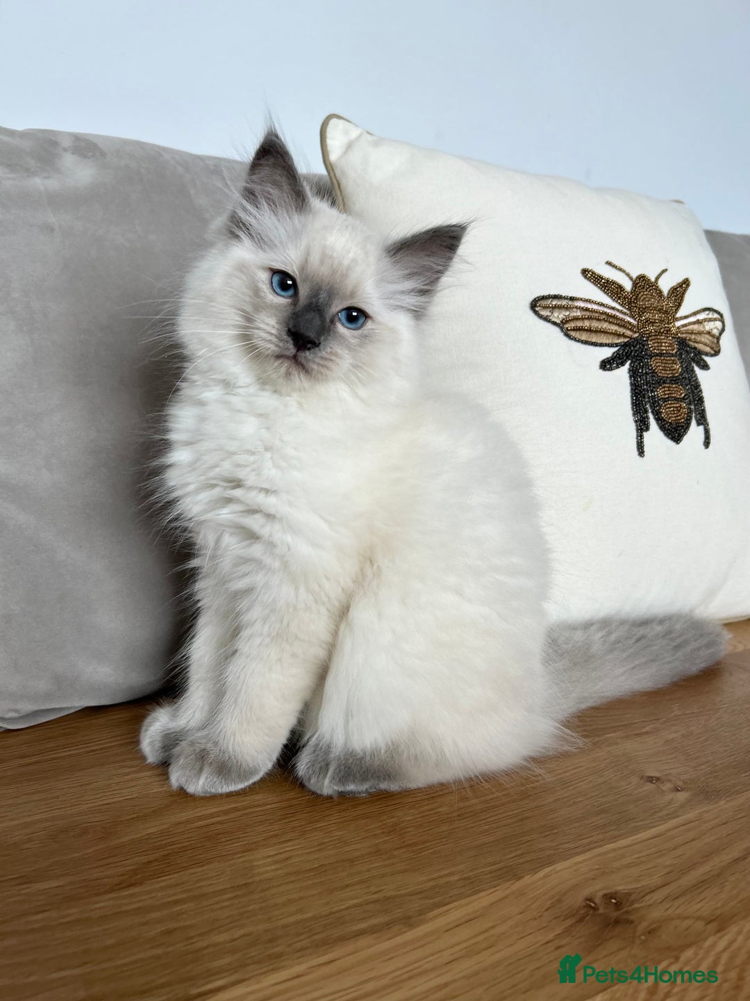 Ragdoll cats for sale: Gorgeous Male Ragdoll Kitten- Ready Now - Image 5