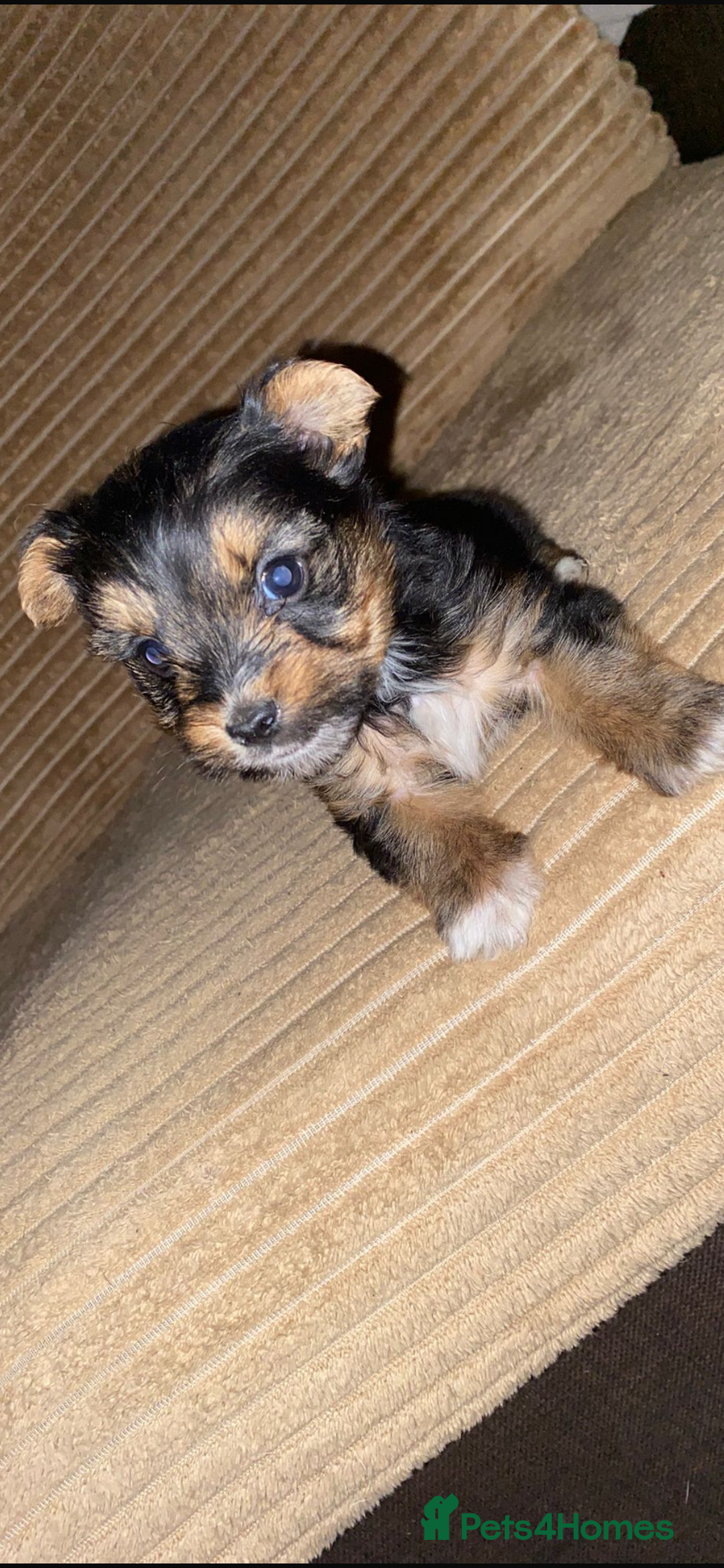 Yorkshire Terrier dogs for sale: Yorkshire terrier boy puppy  - Advert 5