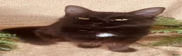 Norwegian Forest Cat cats for sale: STUNNING WEDGIE BOYS AVAILABLE  - Advert 9