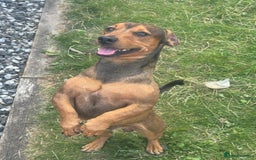 Jack Russell dogs for sale: 3 Jack Russell Puppies  - Image 12