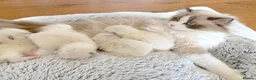 Ragdoll cats for sale: READY NOW *** INDOOR FULL PEDIGREE RAGDOLL KITTENS - Advert 27