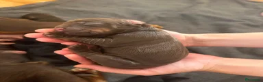 Cocker Spaniel 1
