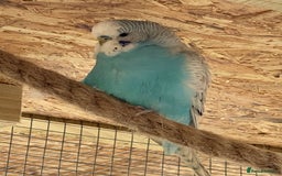 Budgerigars birds for sale: Budgerigars - Image 3