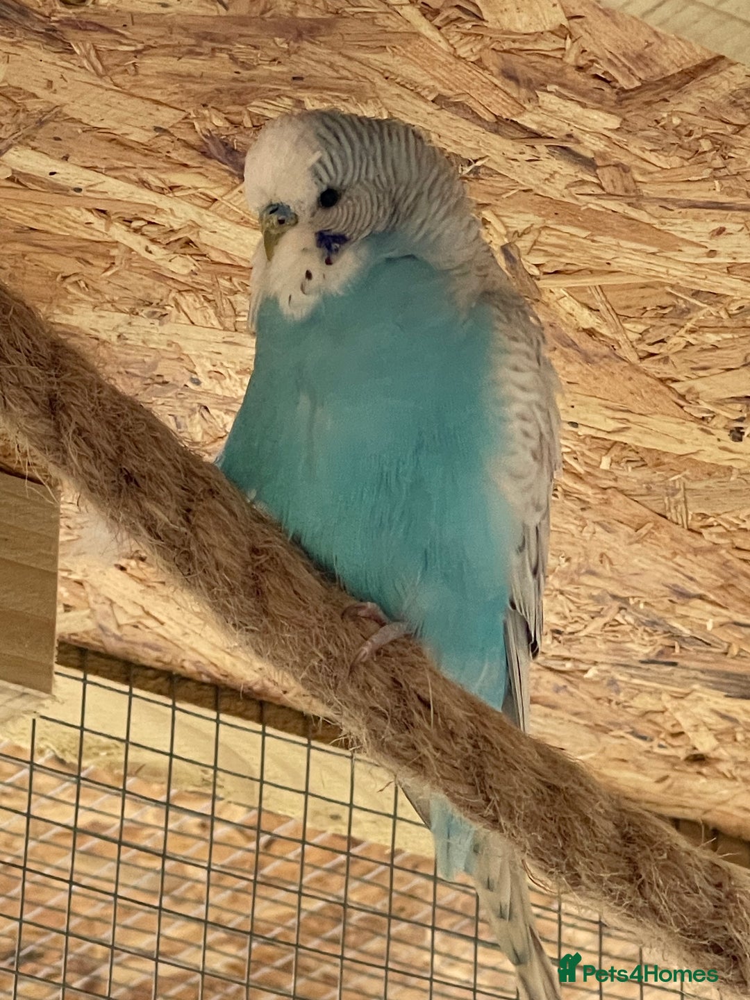 Budgerigars birds for sale: Budgerigars - Image 3