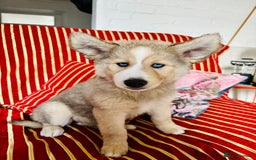 Pomsky dogs for sale: ✨ Adorable Blue-Eyed Pomsky Pups, 11 Weeks Old - Image 1