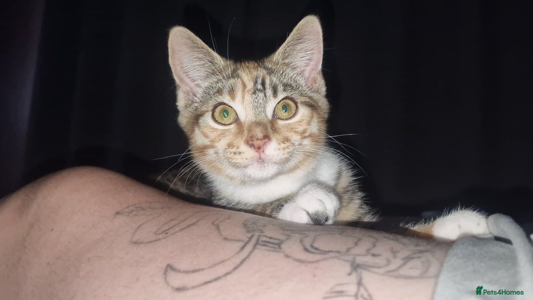 Mixed Breed cats for sale: Male and Female Cats - Image 16