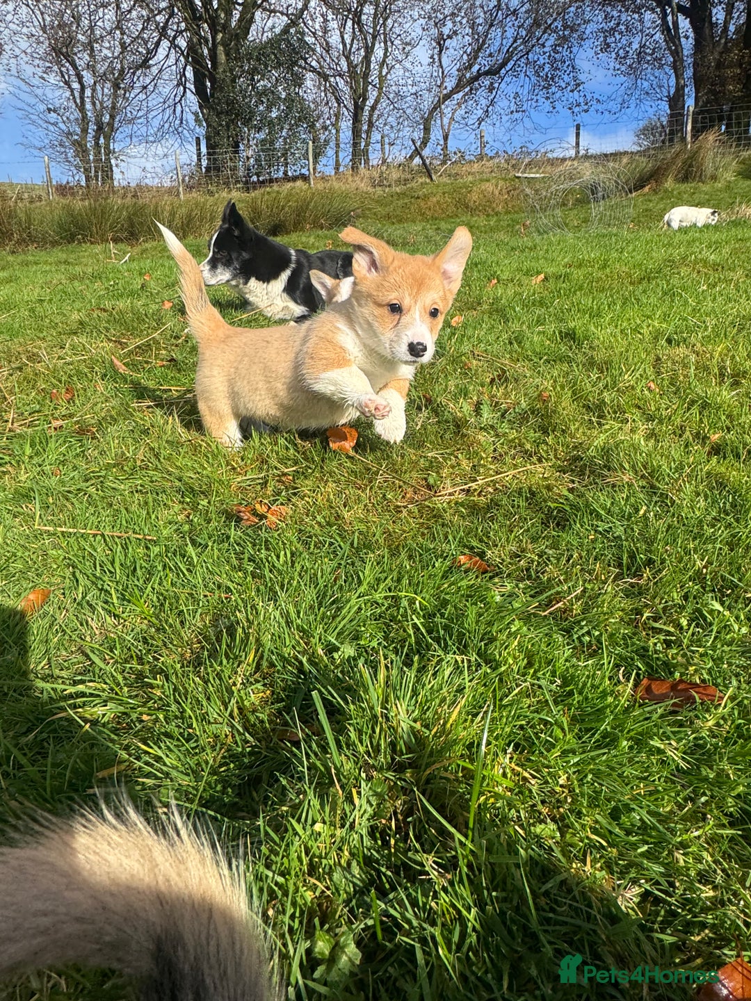 Welsh Corgi Pembroke dogs for sale: Beautiful Registered Pembroke Corgis - Advert 11