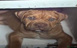 Mixed Breed dogs for sale: Rupert 10 week - Image 5
