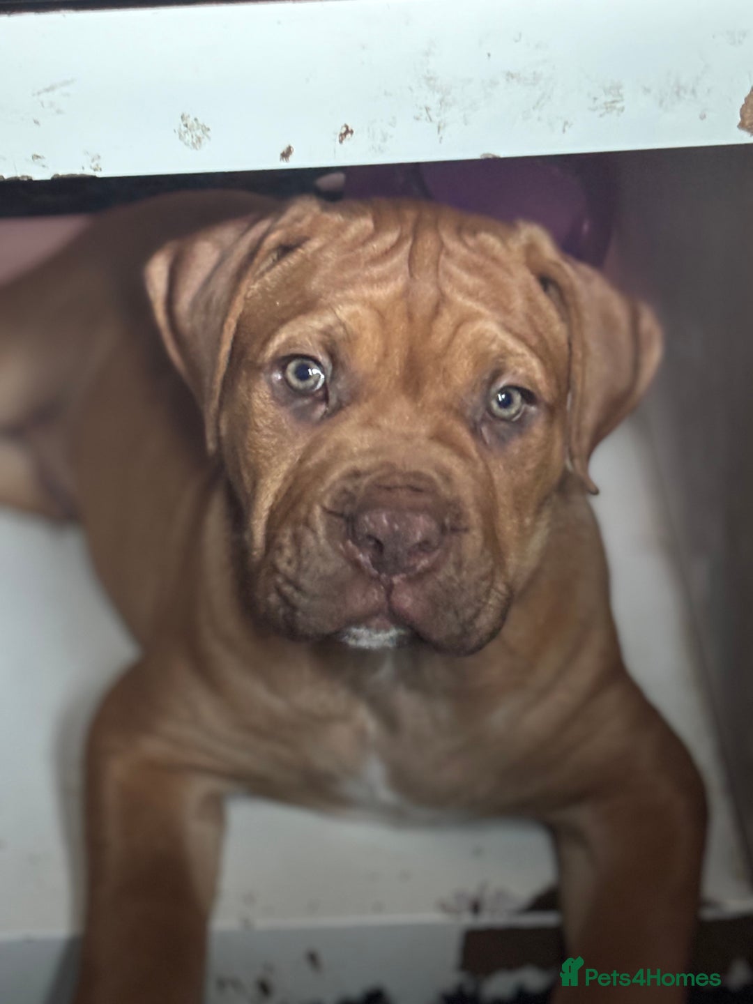 Mixed Breed dogs for sale: Rupert 10 week - Image 5