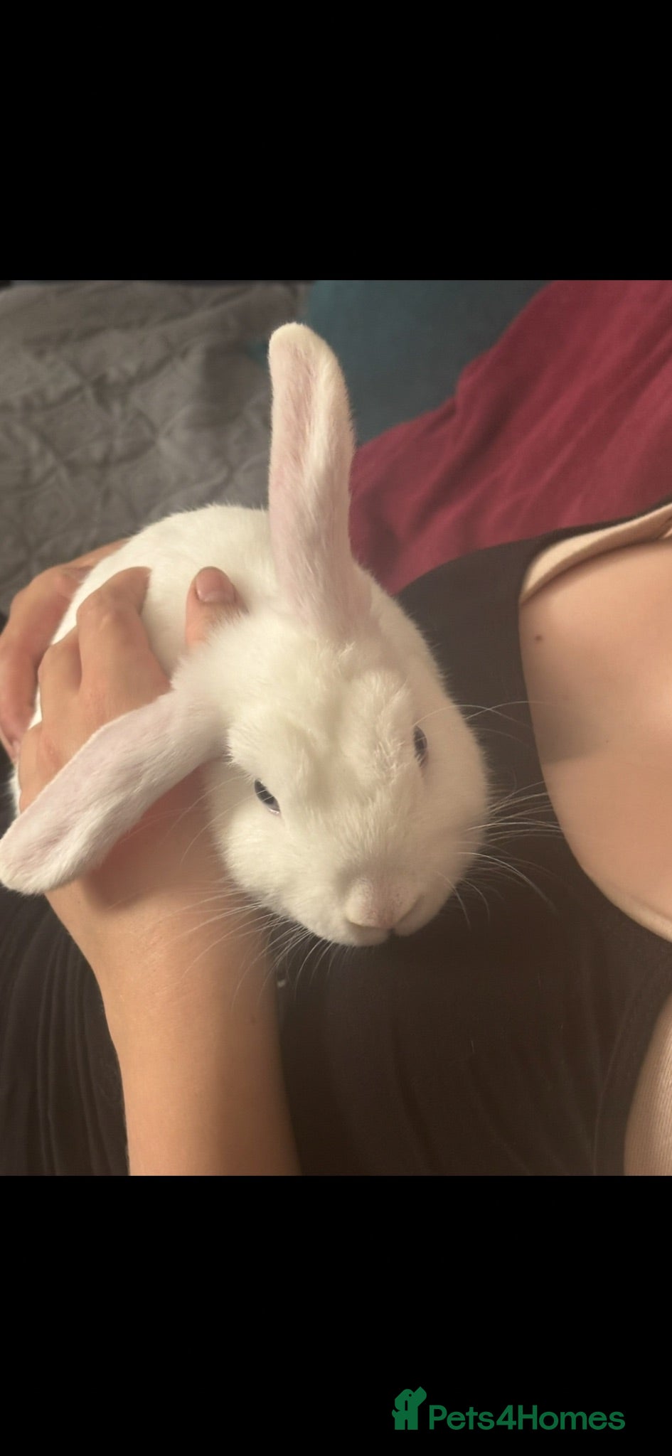 English Lop rabbits English blue eyed Lop - Advert 2