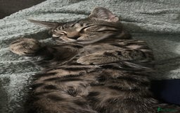 Bengal cats for sale: Beautiful Bengal Kitten - Image 2