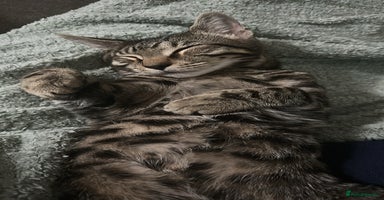 Bengal cats - Advert 2
