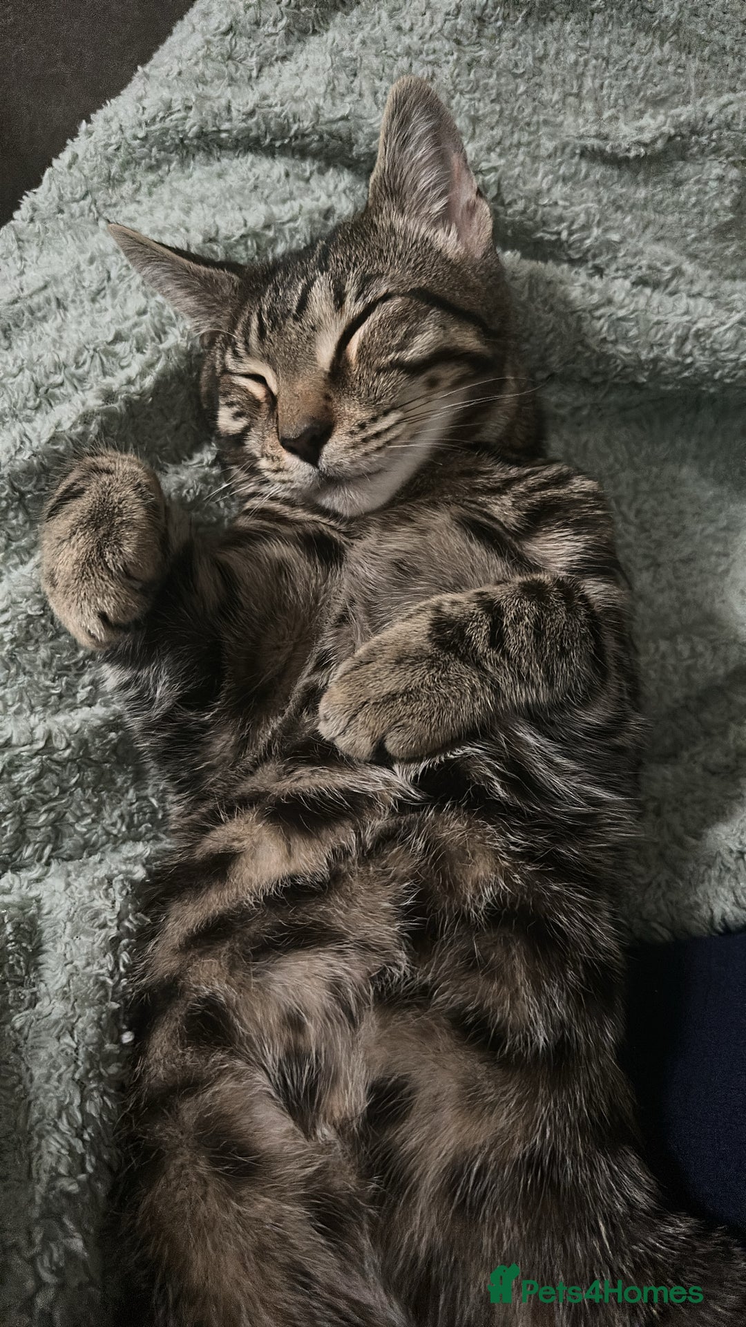 Bengal cats for sale: Beautiful Bengal Kitten - Image 2