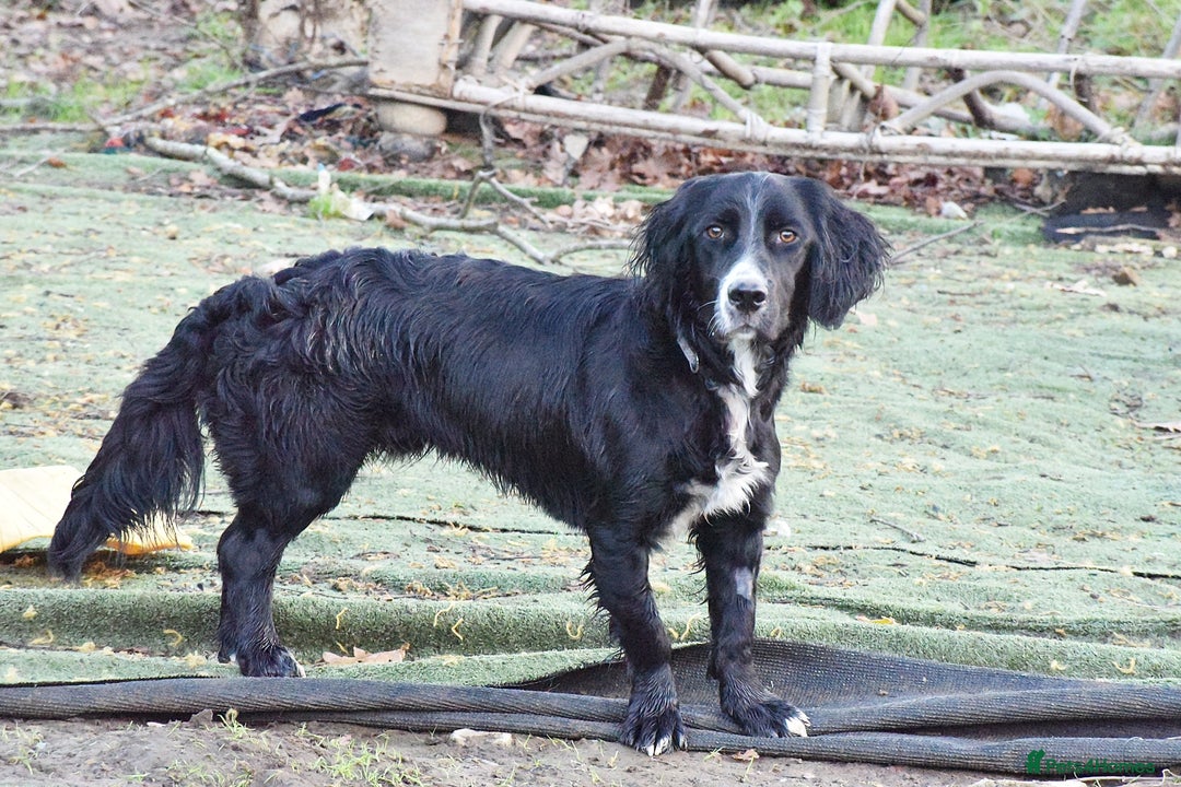 English Setter dogs for adoption: Marshall - Advert 3