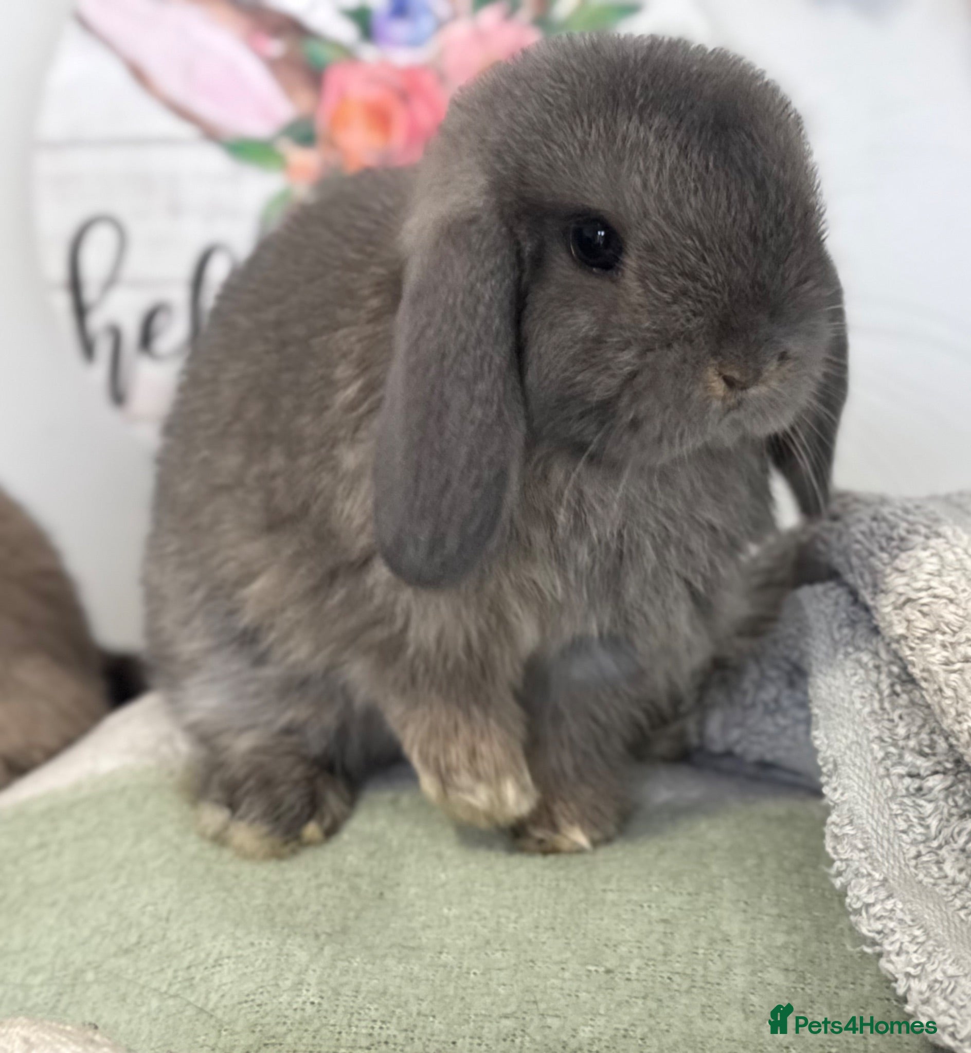 Mini Lop rabbits Gorgeous, friendly baby mini lops *vaccinated* - Advert 1