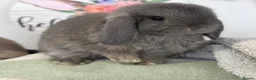 Mini Lop rabbits for sale: Gorgeous, friendly baby mini lops *vaccinated* - Advert 9