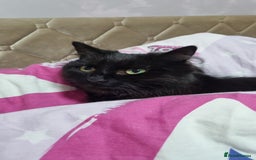 Mixed Breed cats for sale: 4 adorable kittens,4 beautiful,looking lovely home - Image 2
