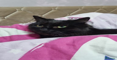 Mixed Breed cats - Advert 10