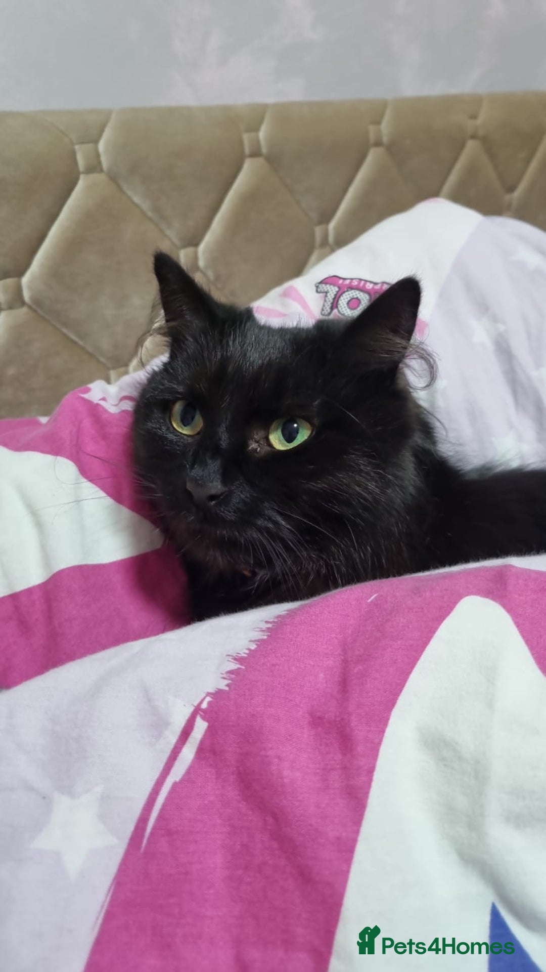 Mixed Breed cats for sale: 4 adorable kittens,4 beautiful,looking lovely home - Image 2