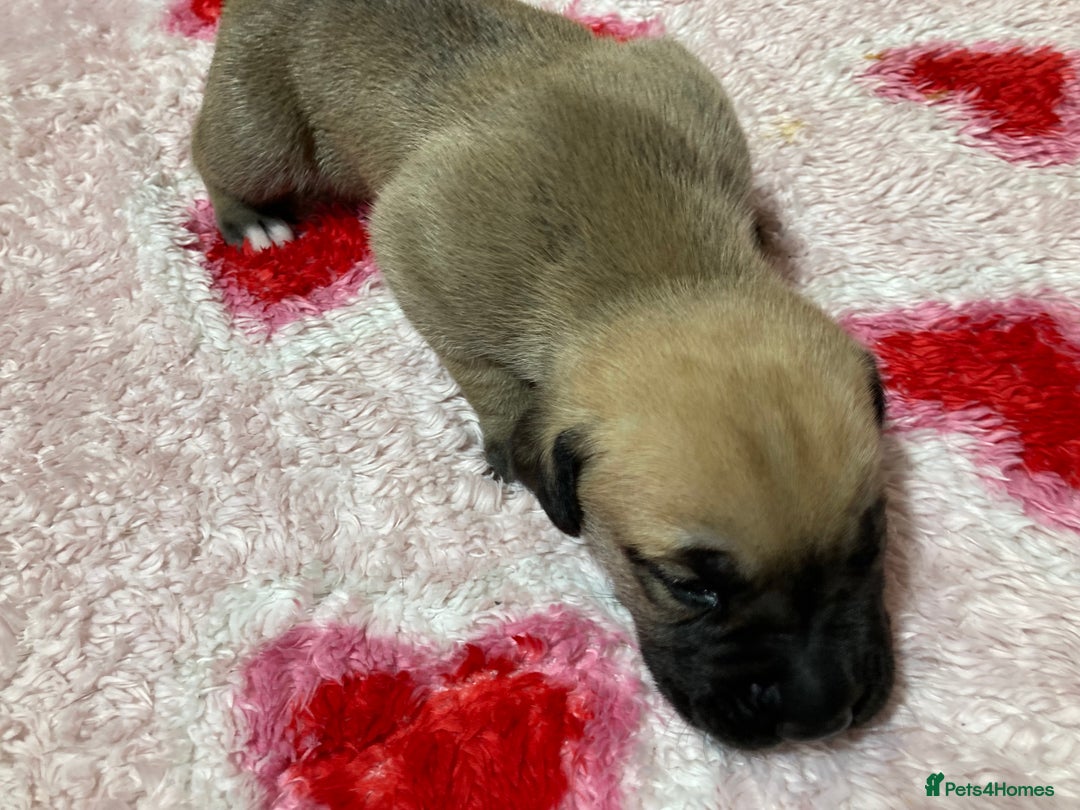 Mixed Breed dogs for sale: Presa Canario x Boerboel Puppies in Bromley - Image 21