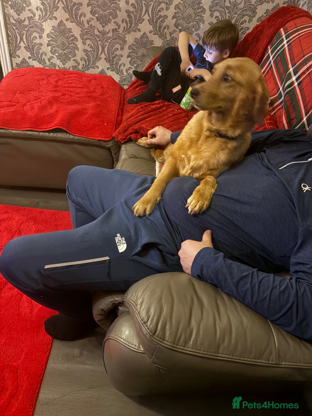 Golden Retriever dogs for sale: Adorable golden retriever puppies  - Advert 22