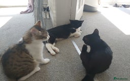 Mixed Breed cats for sale: beautiful 3mth old kittens 2 female ready to go - Image 10