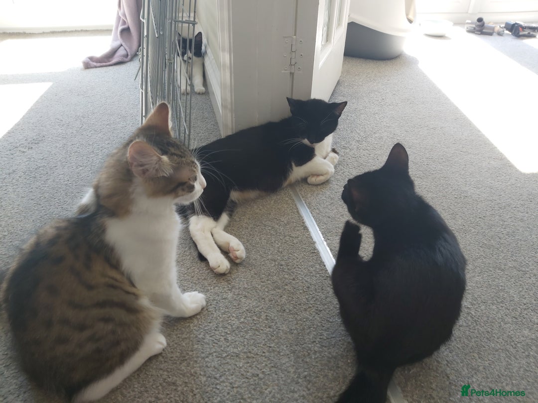 Mixed Breed cats for sale: beautiful 3mth old kittens 2 female ready to go - Image 10