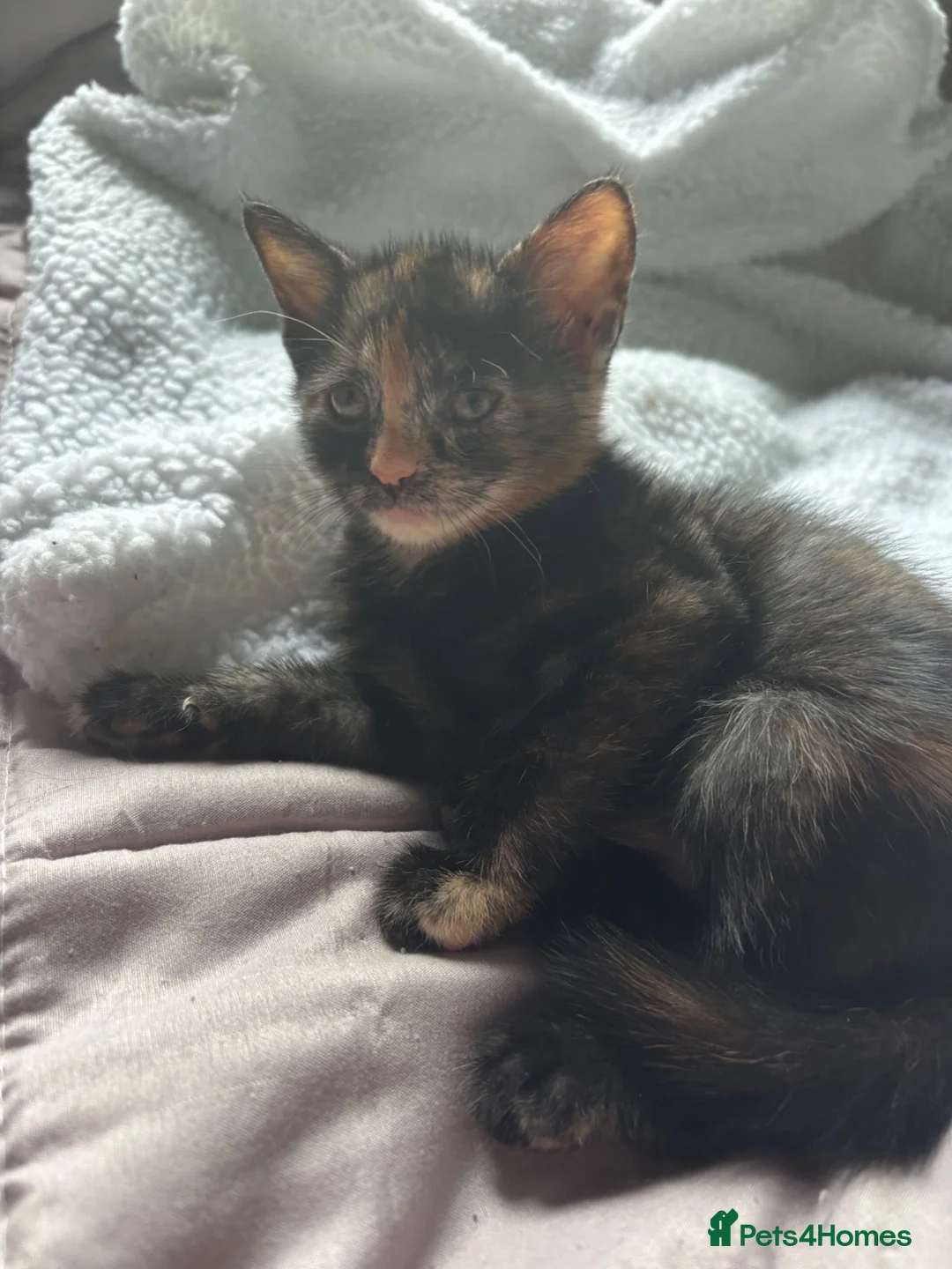 British Shorthair cats for sale: 3 gorgeous kittens  - Advert 18